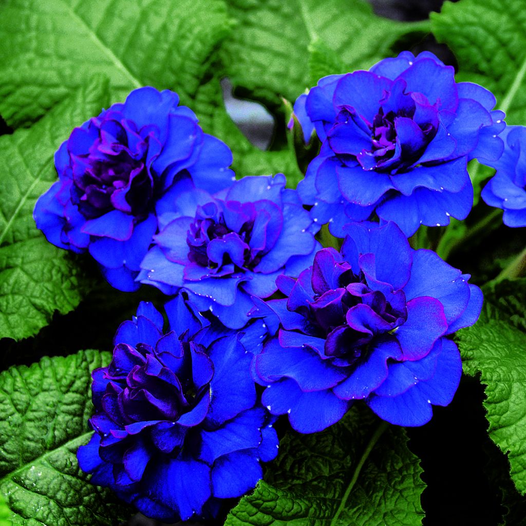 Primula Belarina Cobalt Blue - Kissenprimel