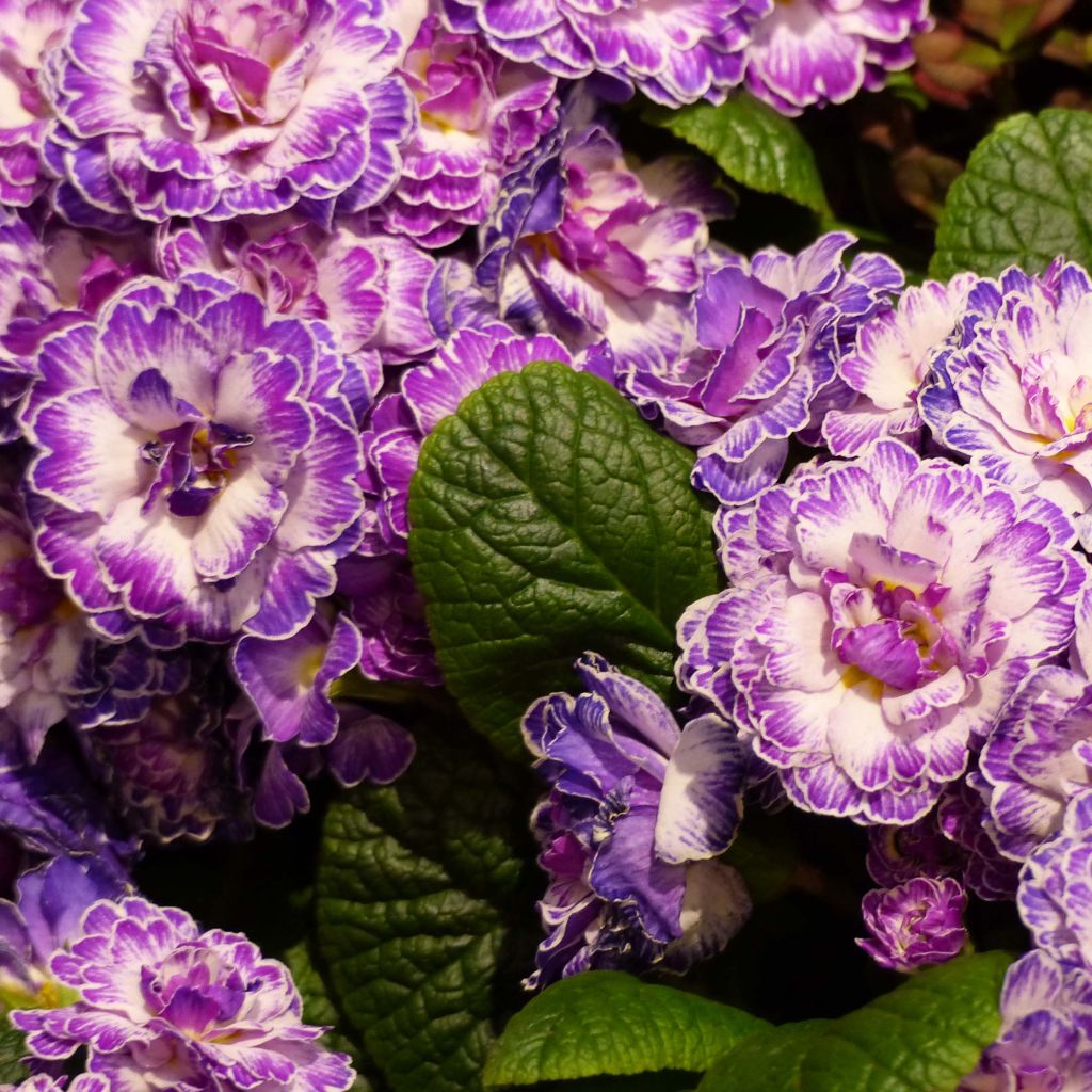 Primula Belarina Lively Lilac - Kissenprimel