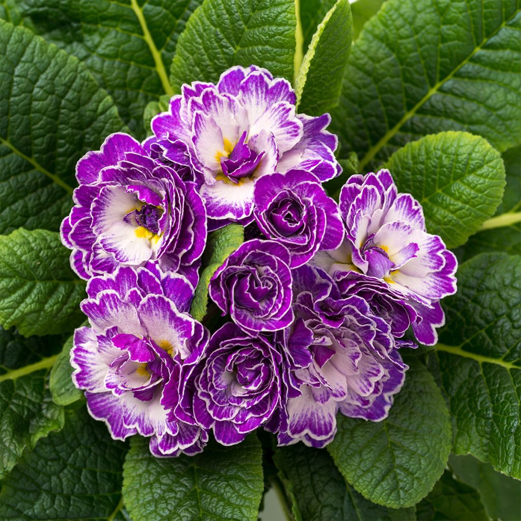 Primula Belarina Purple Dawn - Kissenprimel