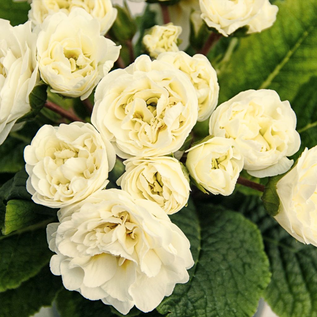 Primula Belarina Vanilla - Kissenprimel