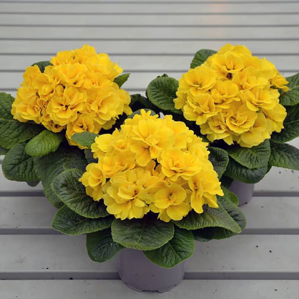 Primula Rubens Yellow F1 - Kissenprimel