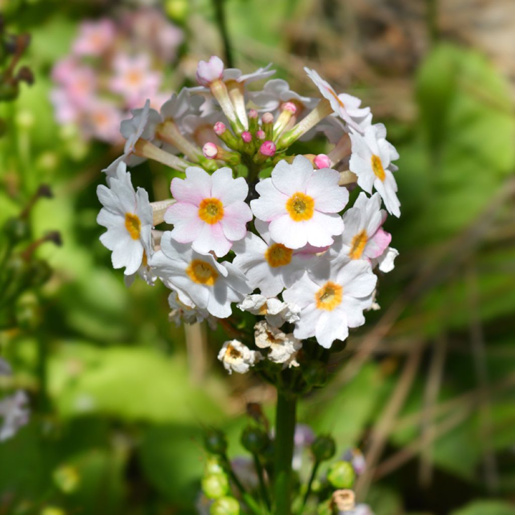 Primula japonica Apple Blossom - Etagen-Primel