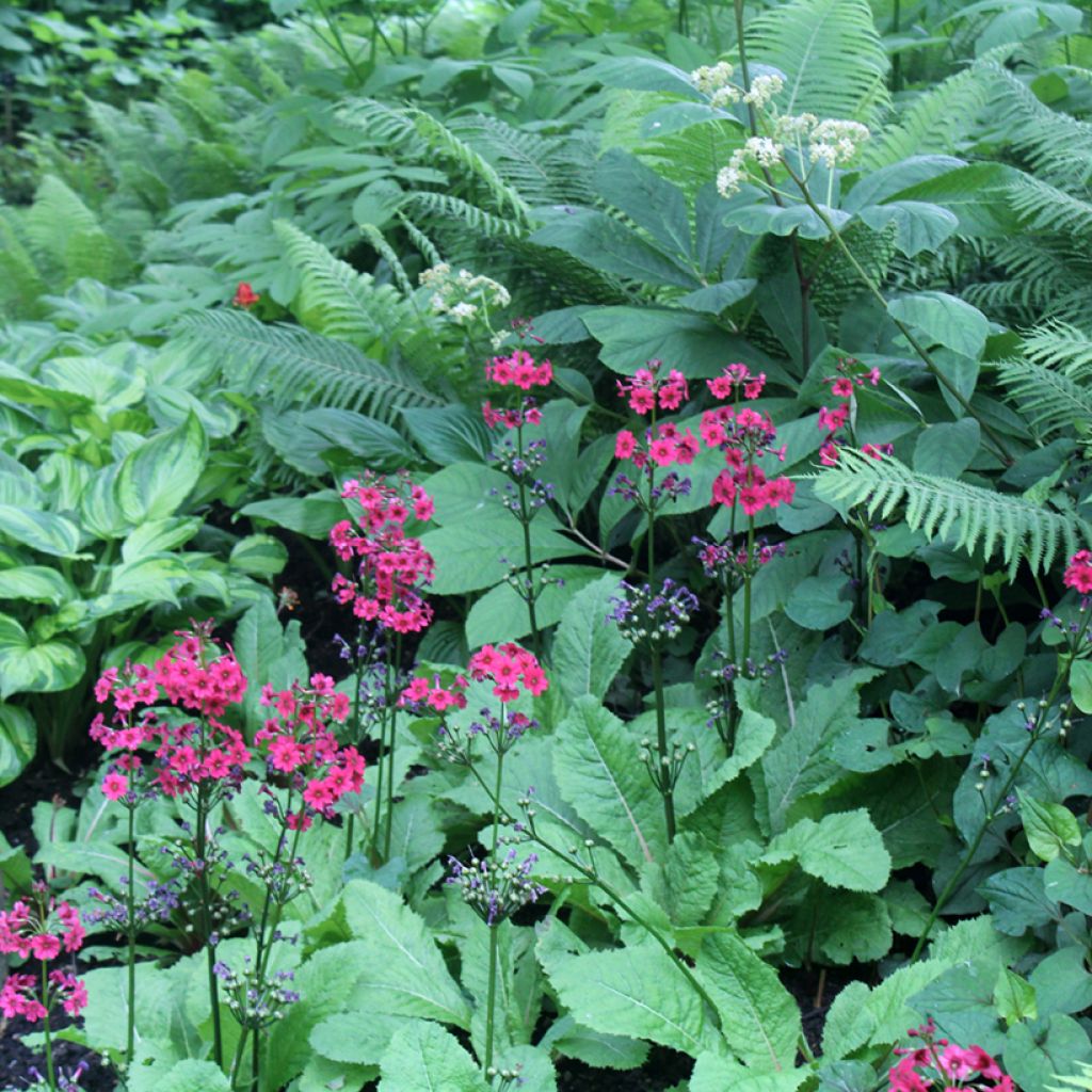 Primula japonica Millers Crimson - Etagen-Primel