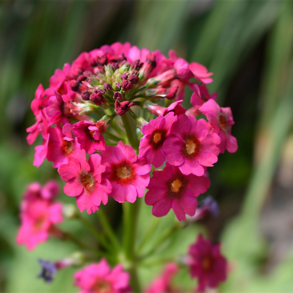 Primula japonica Millers Crimson - Etagen-Primel