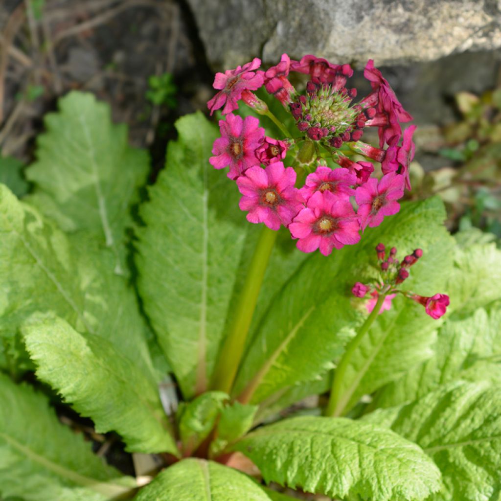 Primula japonica Millers Crimson - Etagen-Primel