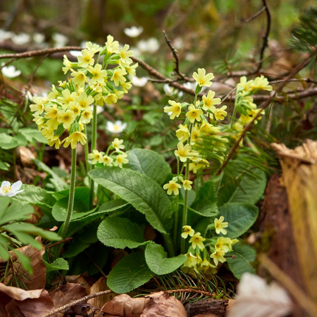 Hohe Schlüsselblume double Rubens - Primula