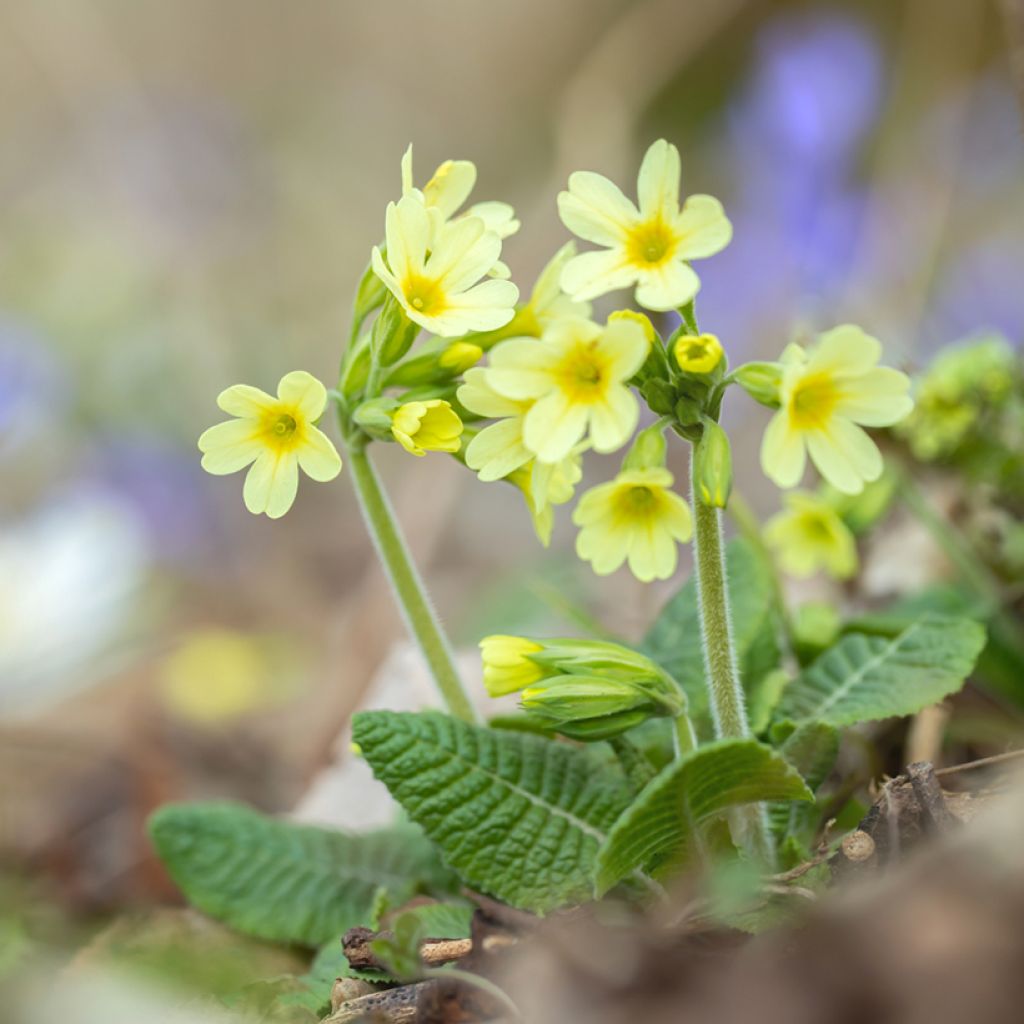 Hohe Schlüsselblume double Rubens - Primula