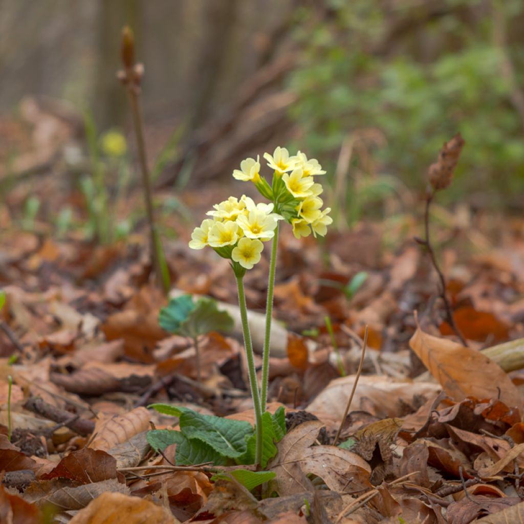 Hohe Schlüsselblume double Rubens - Primula