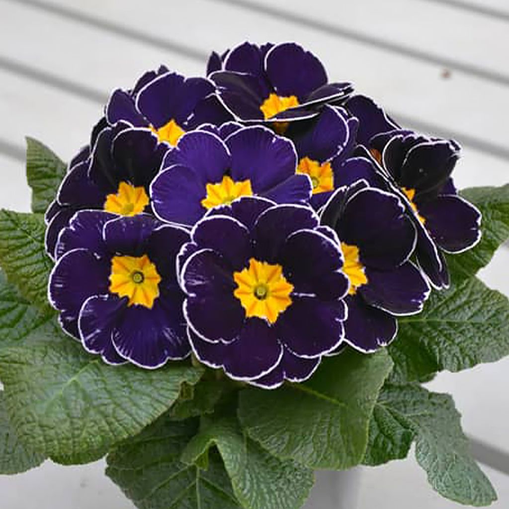 Primula Charlie Deep Blue Edge F1 - Kissenprimel