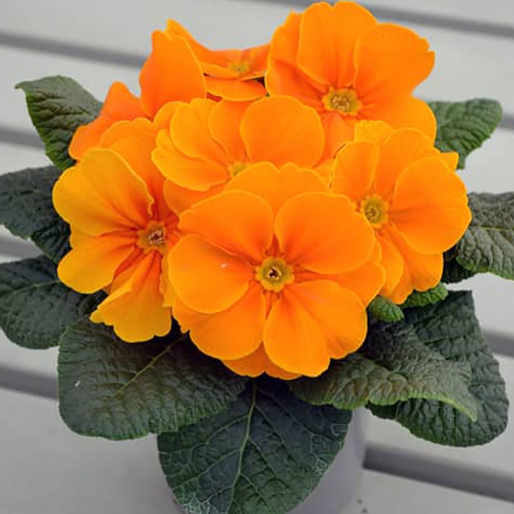 Primula Charlie Orange F1 - Kissenprimel