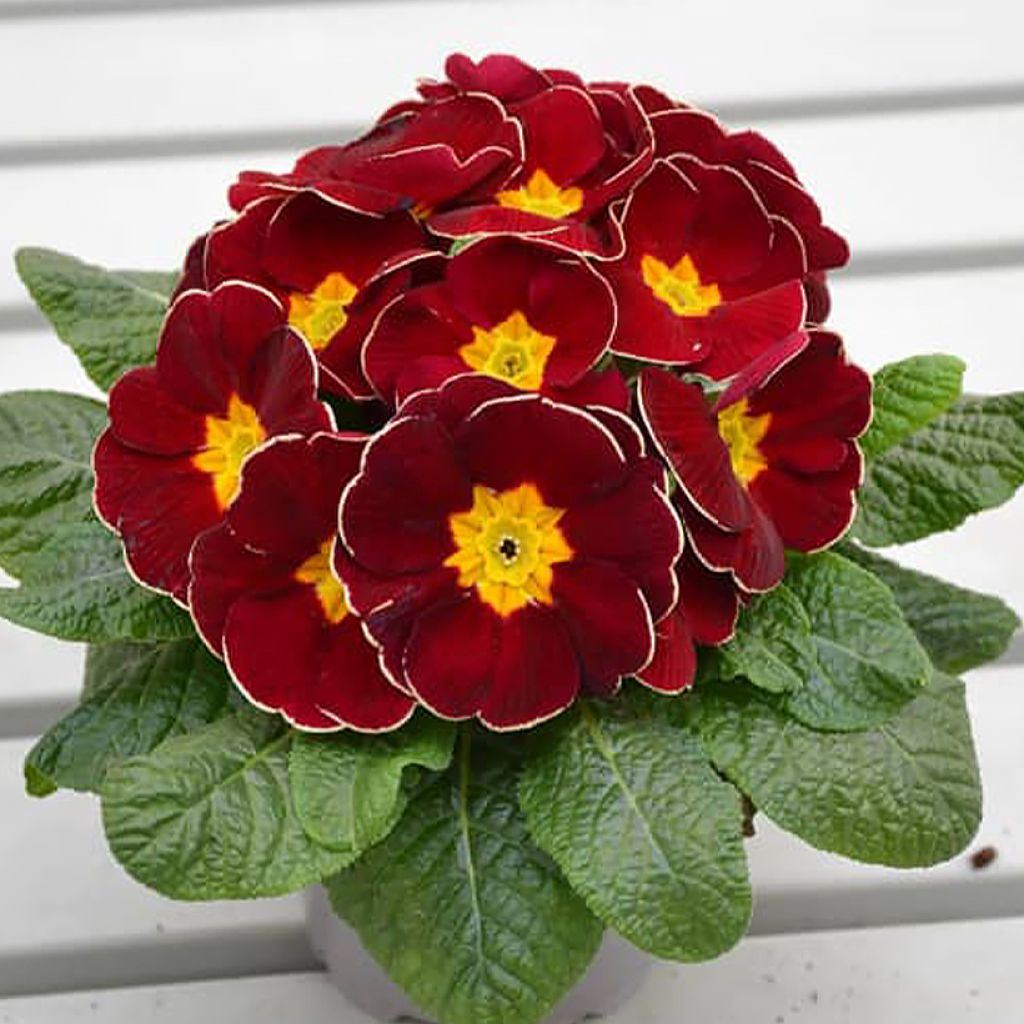 Primula Charlie Wine Red Edge F1 - Kissenprimel