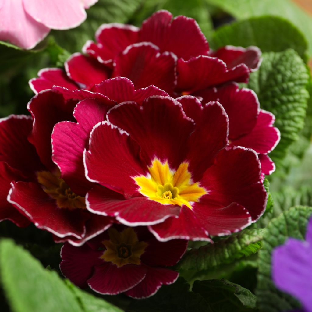 Primula Charlie Wine Red Edge F1 - Kissenprimel