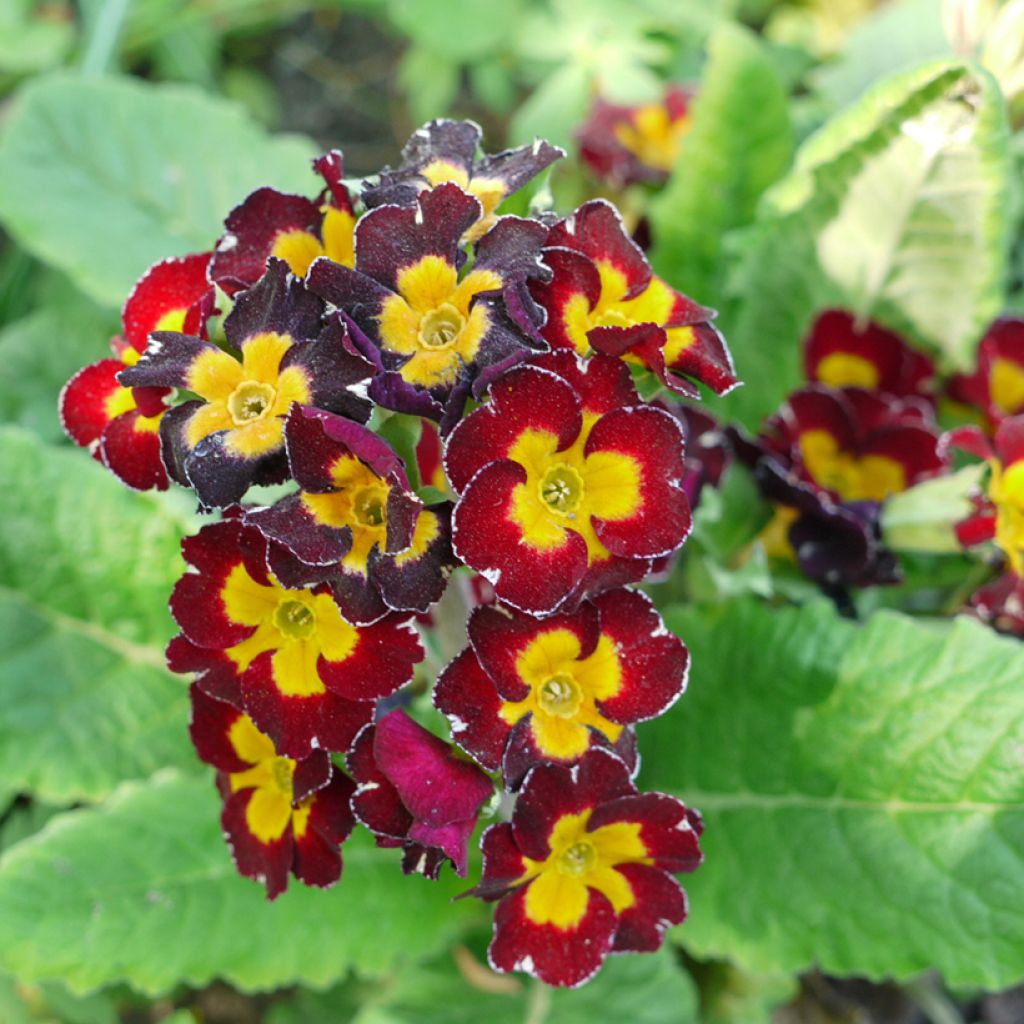 Primula Charlie Wine Red Edge F1 - Kissenprimel