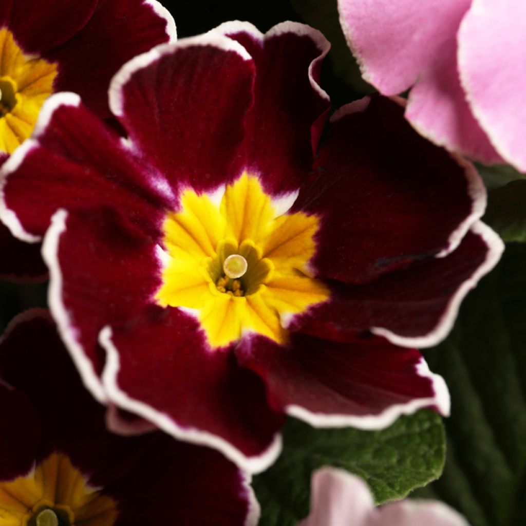 Primula Charlie Wine Red Edge F1 - Kissenprimel