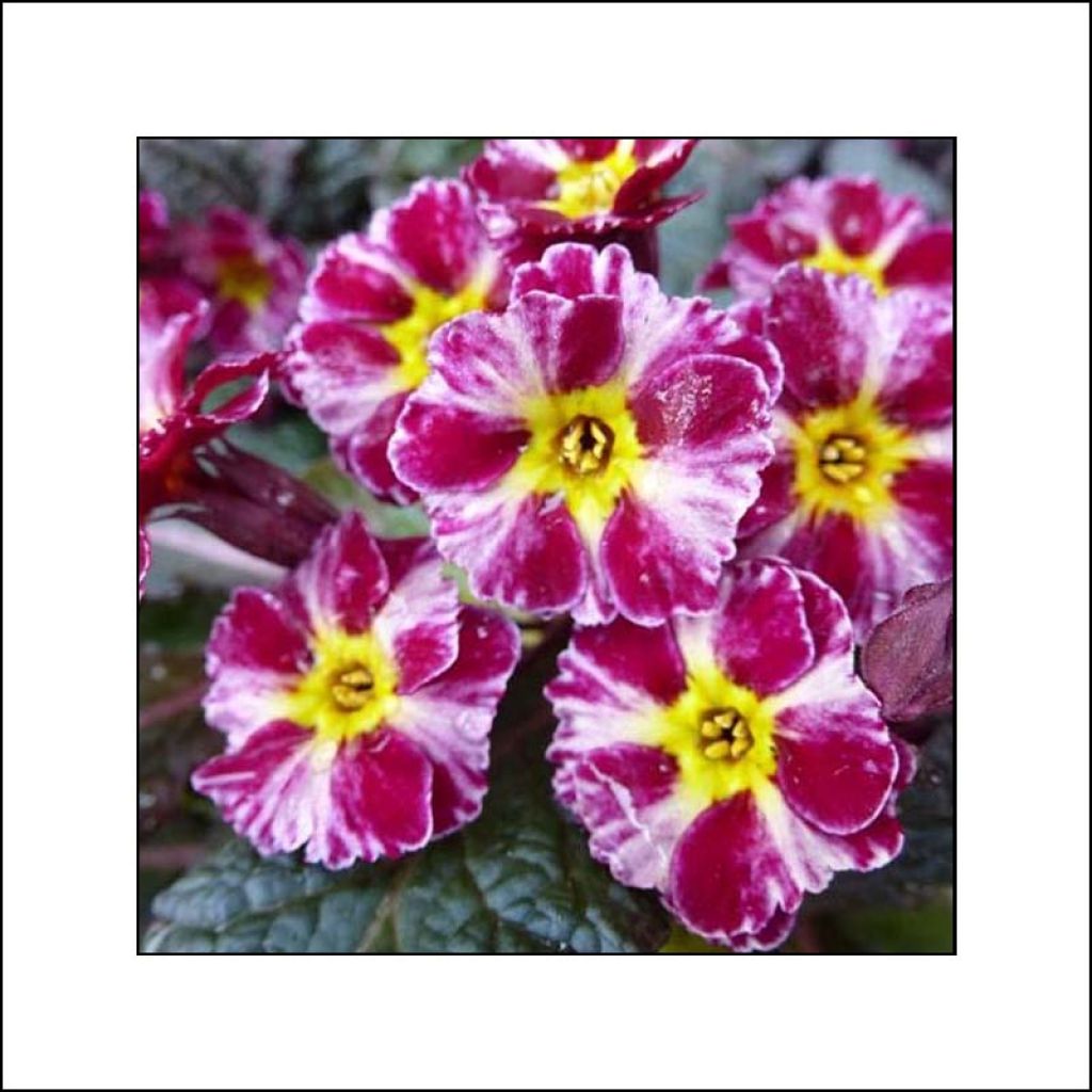 Primula polyantha Dark Rosaleen - Primel