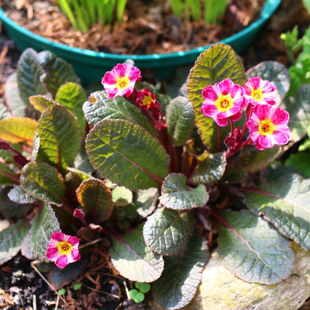 Primula polyantha Dark Rosaleen - Primel