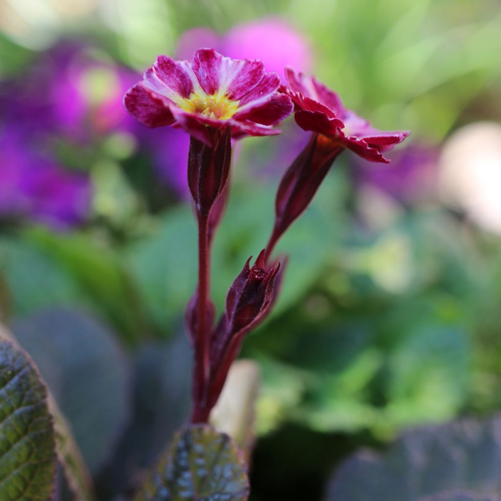 Primula polyantha Dark Rosaleen - Primel