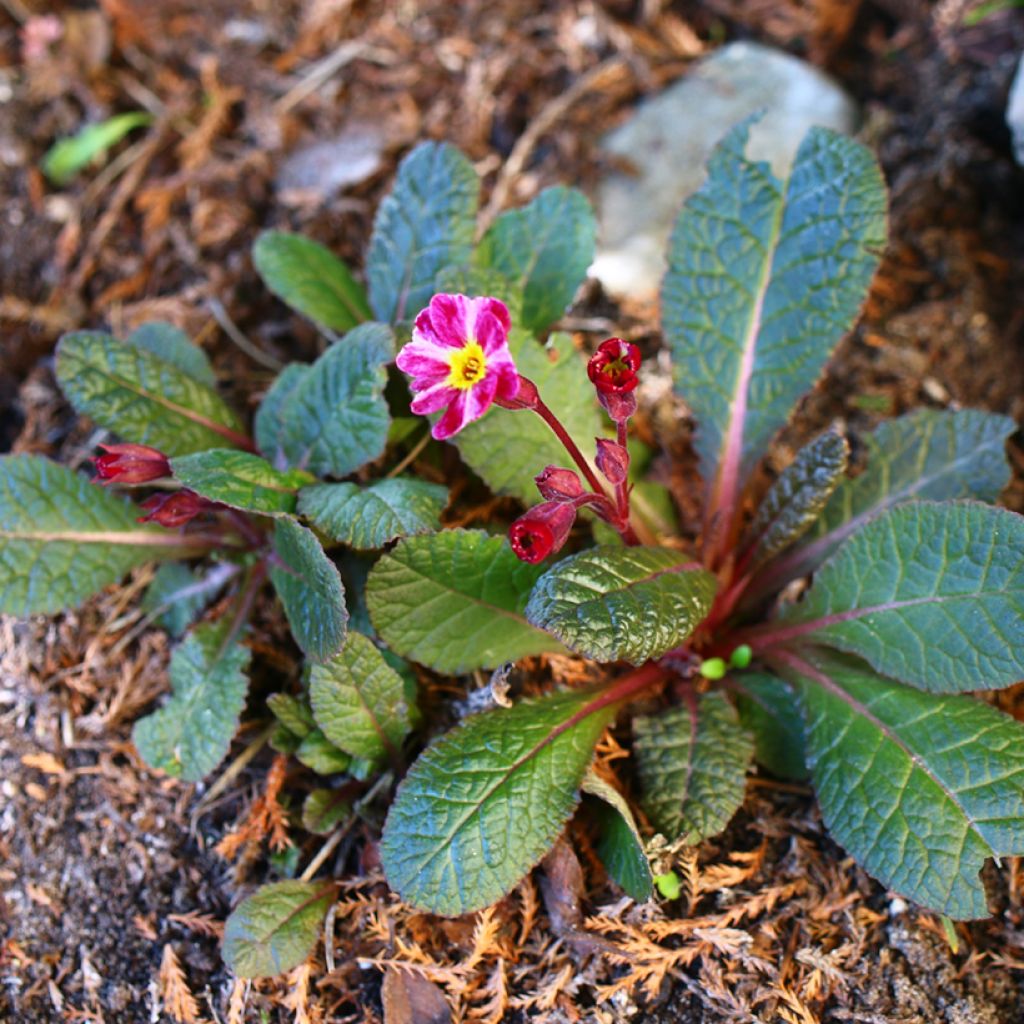 Primula polyantha Dark Rosaleen - Primel