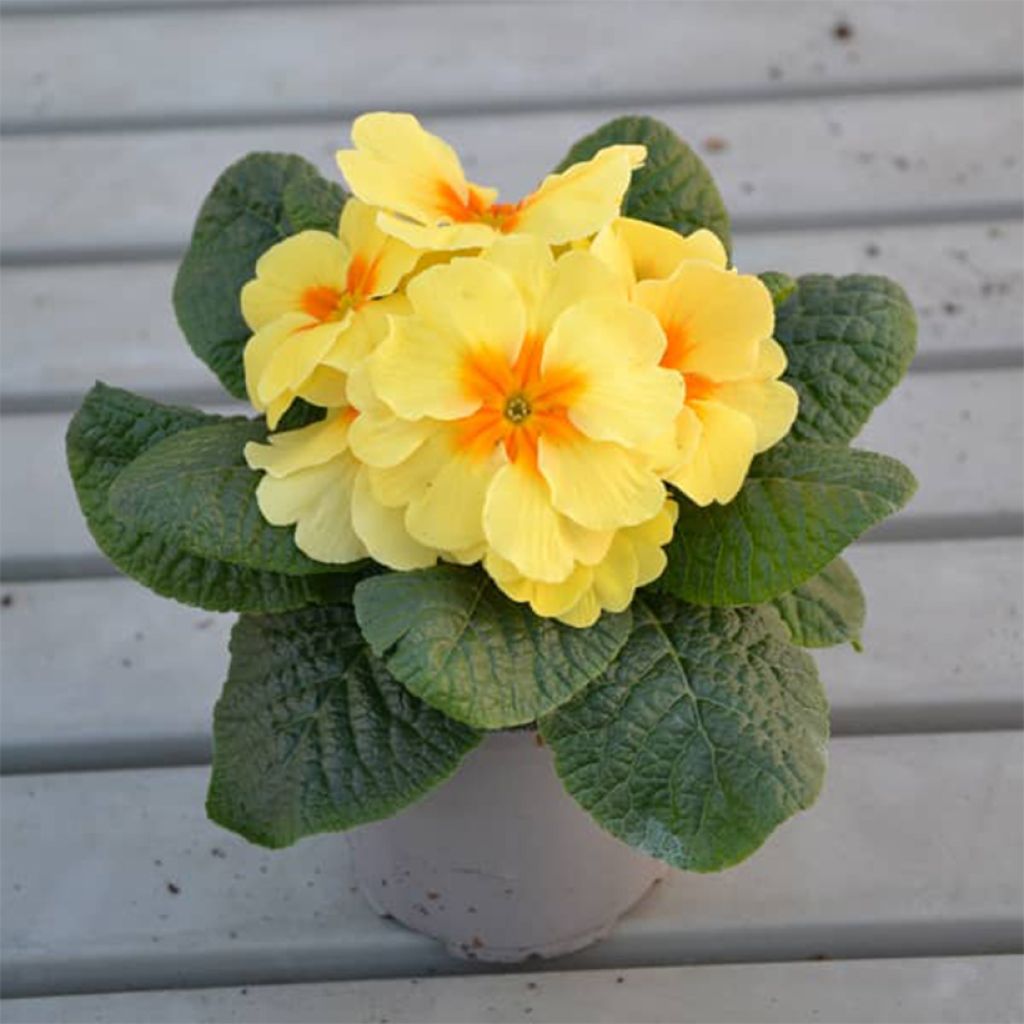 Primula polyantha Evie Lemon Cream F1 - Primel