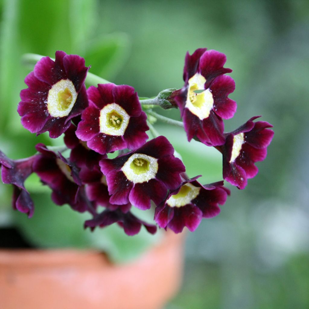 Primula pubescens Mix - Primel