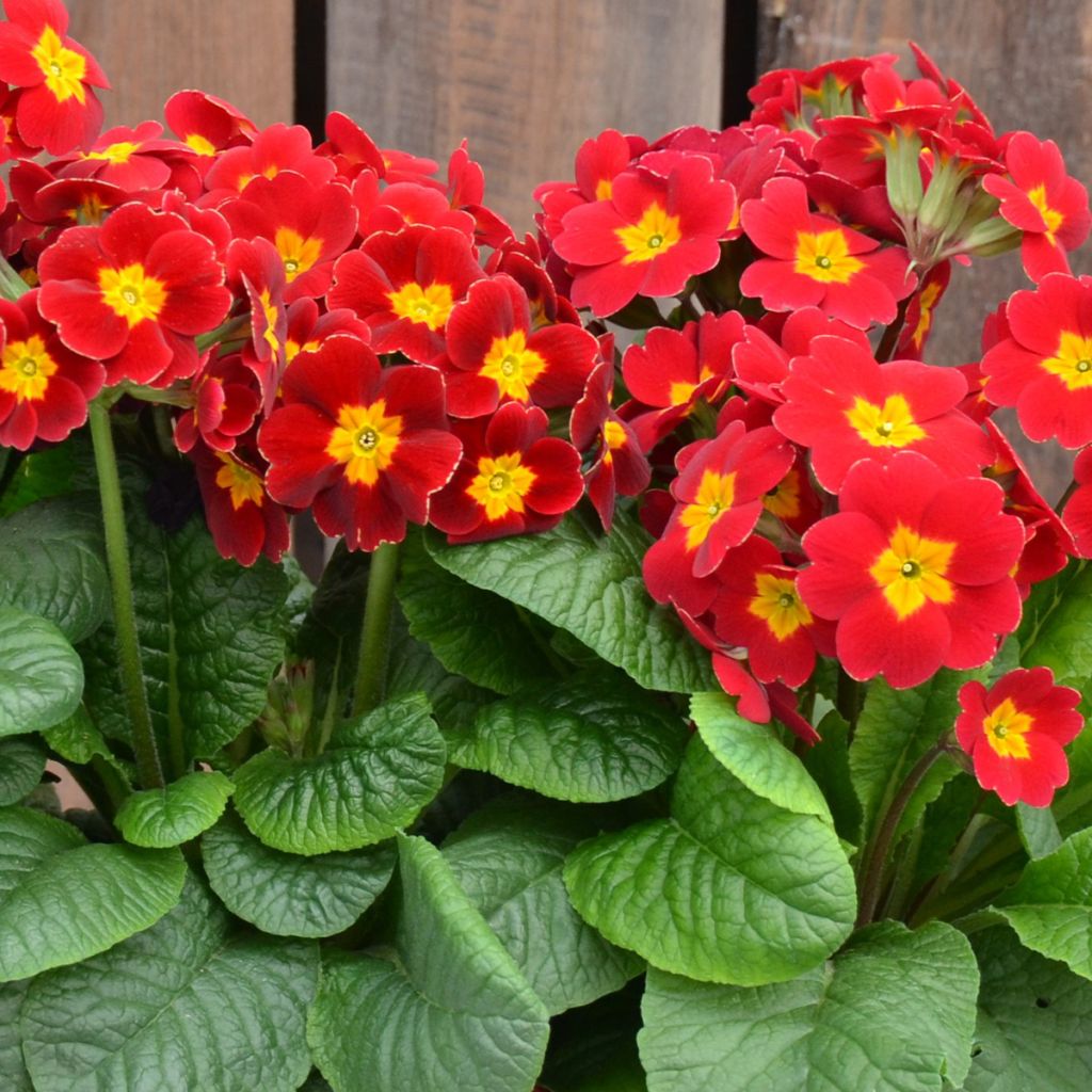 Hohe Schlüsselblume Colibri Red Shades - Primula