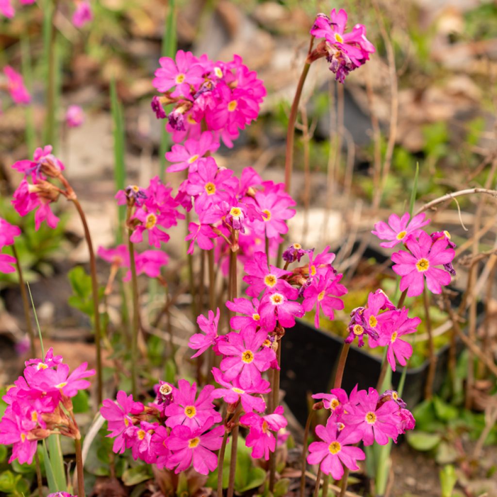 Primula rosea Grandiflora - Rosenprimel