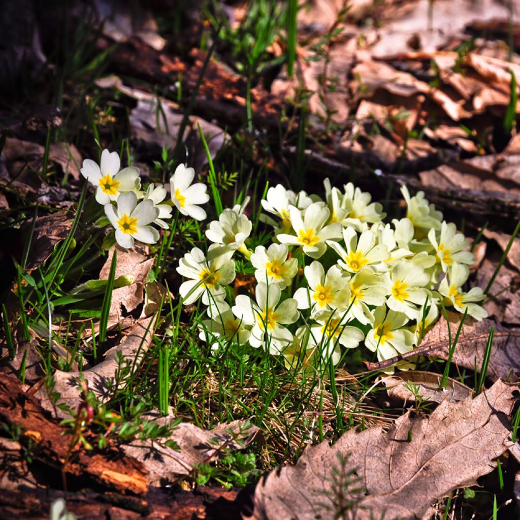 Gelbe Stängellose Schlüsselblume - Primula vulgaris