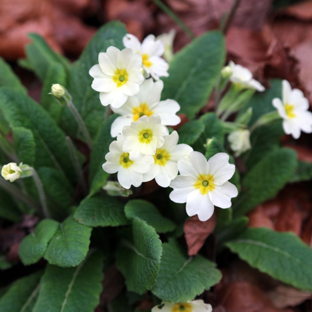 Gelbe Stängellose Schlüsselblume - Primula vulgaris