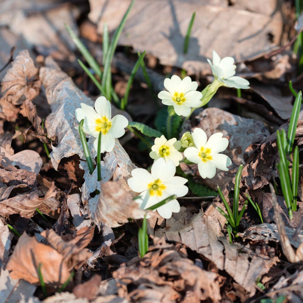 Gelbe Stängellose Schlüsselblume - Primula vulgaris