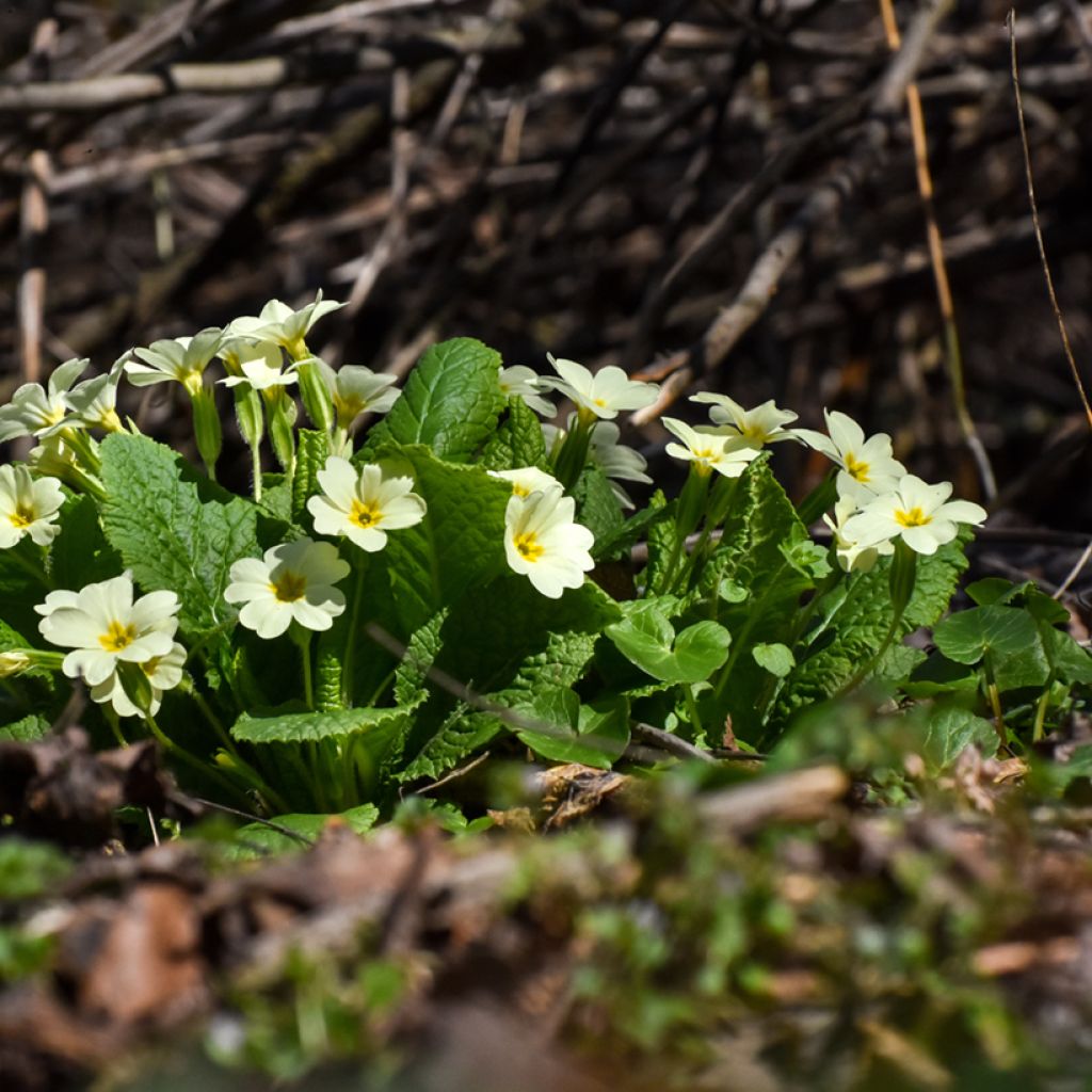 Gelbe Stängellose Schlüsselblume - Primula vulgaris