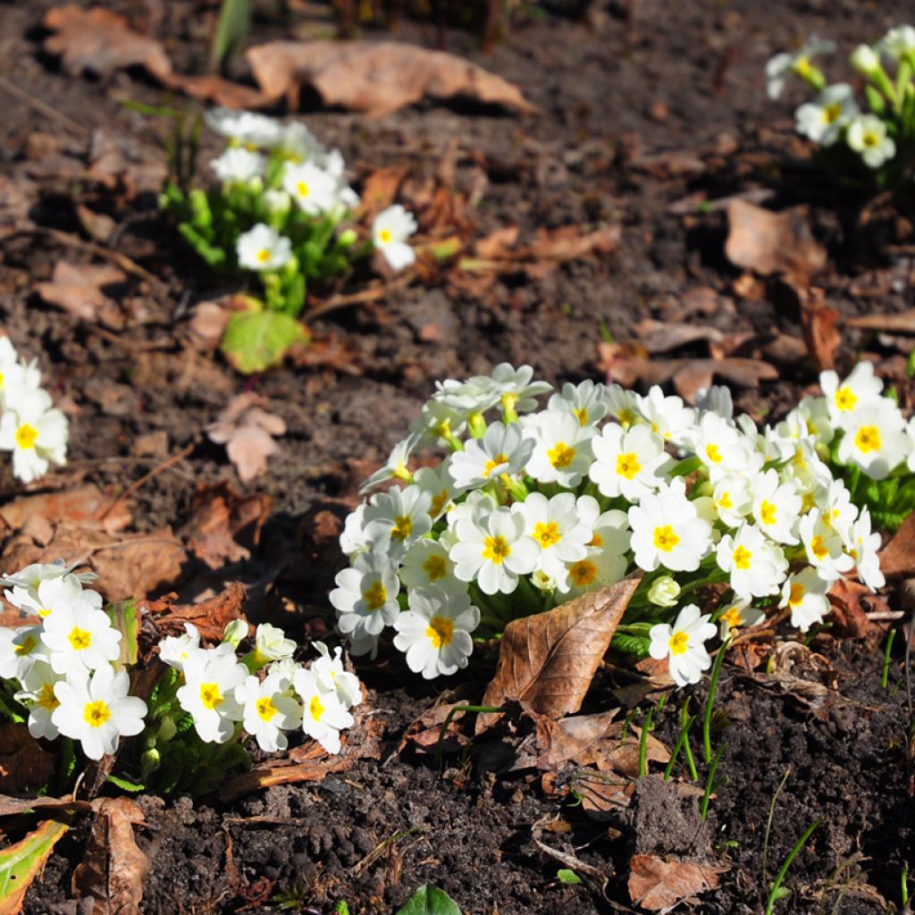 Gelbe Stängellose Schlüsselblume - Primula vulgaris