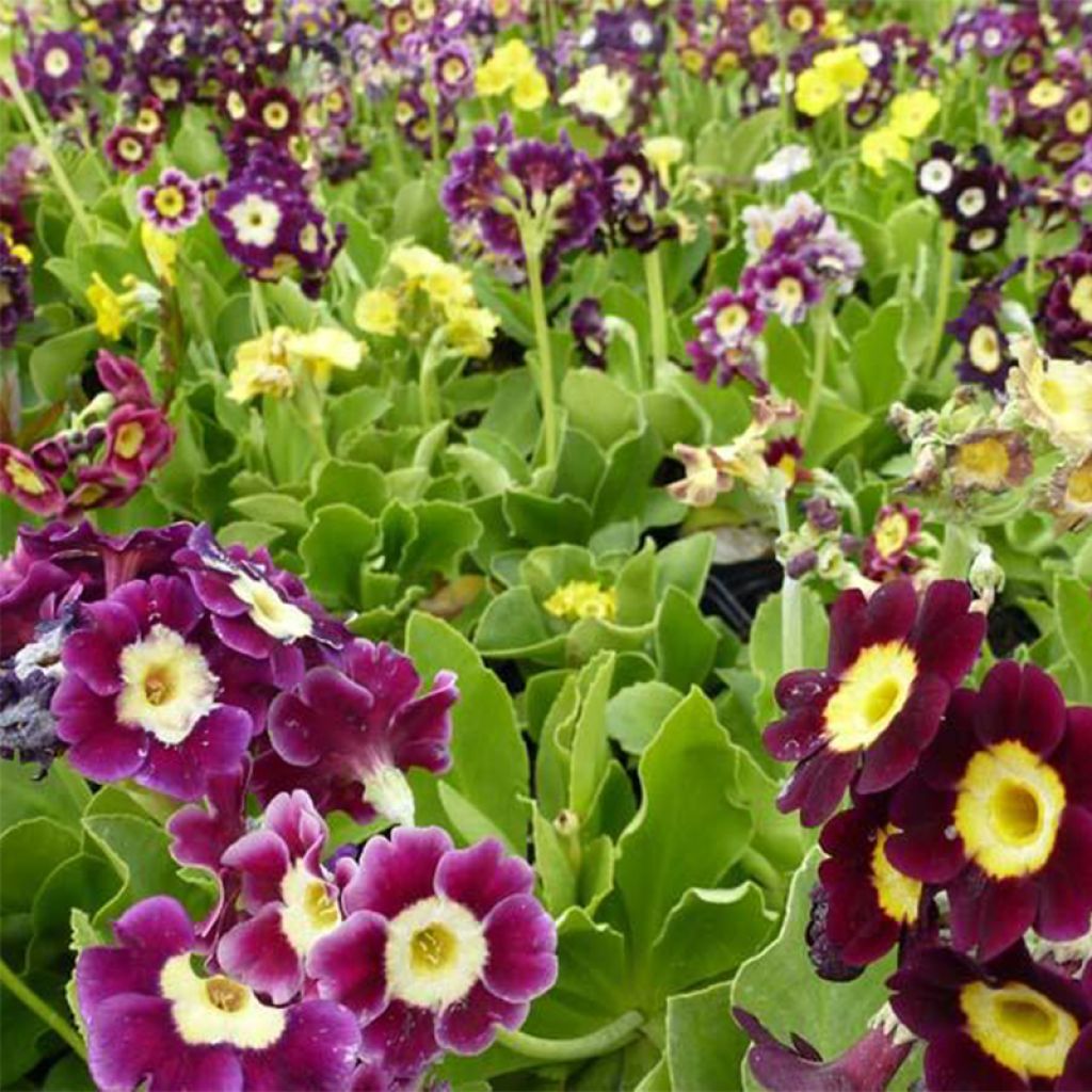 Primula pubescens Mix - Primel