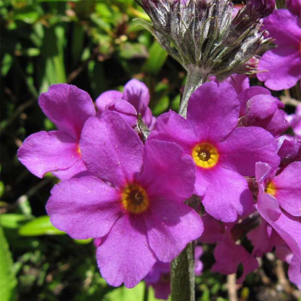 Primula beesiana - Primevère candélabre