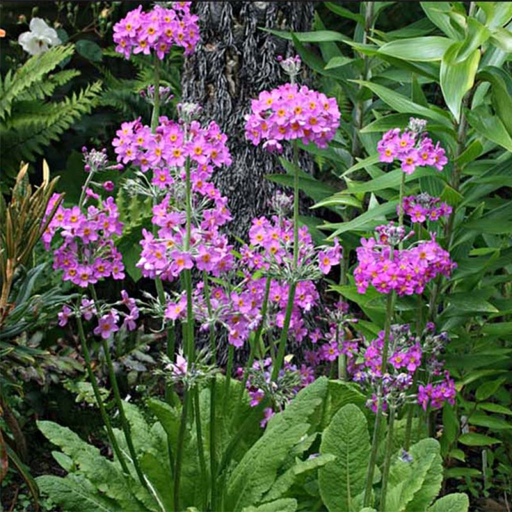 Primula beesiana - Primevère candélabre