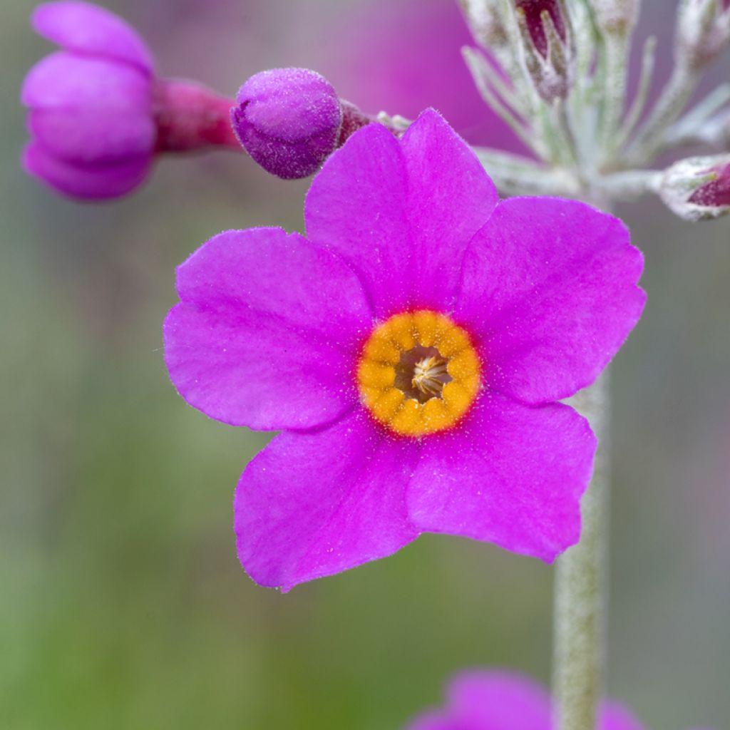 Primula beesiana - Etagen-Primel