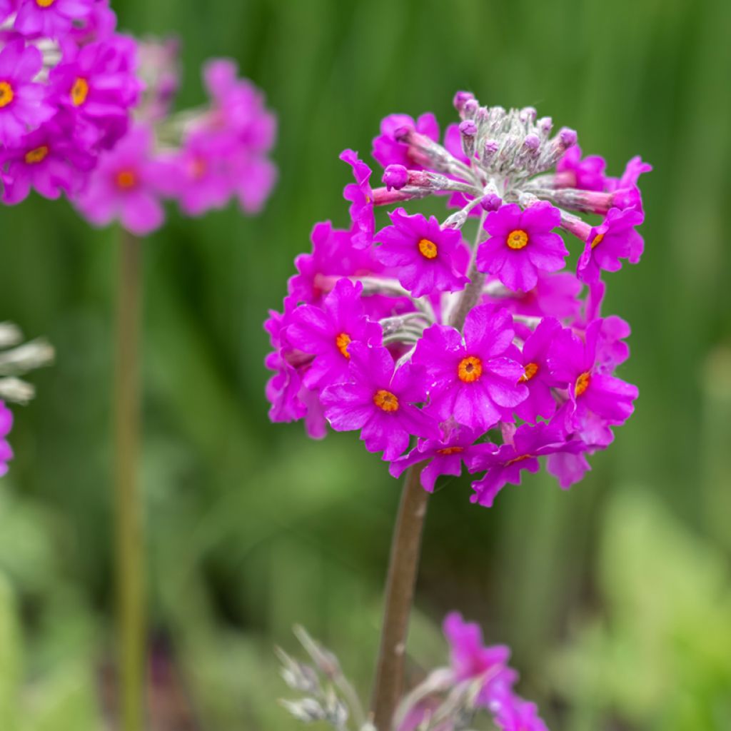 Primula beesiana - Etagen-Primel