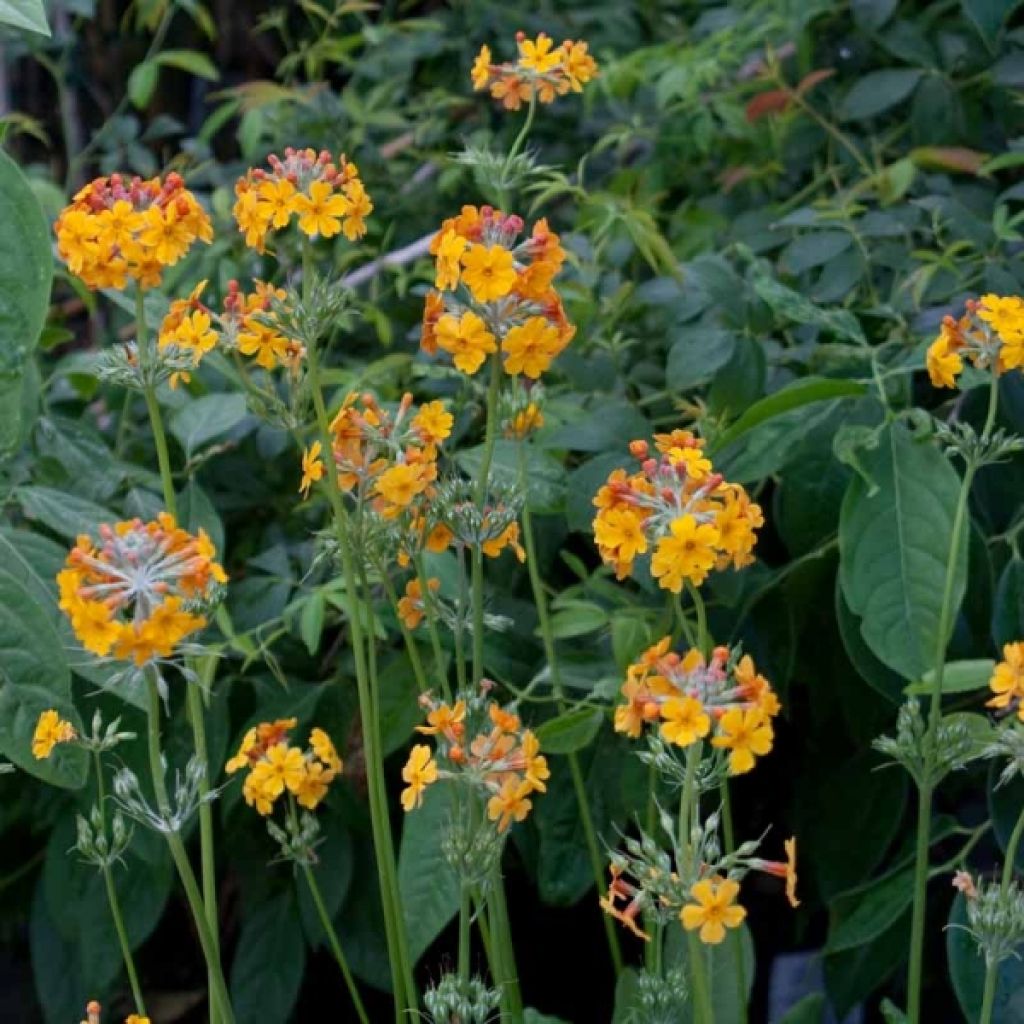 Primula bulleyana - Etagen-Primel