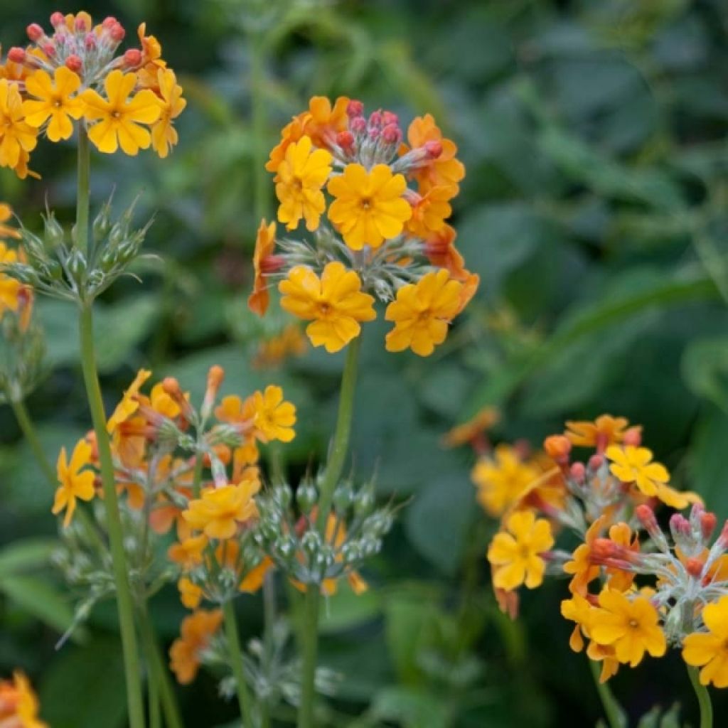 Primula bulleyana - Etagen-Primel