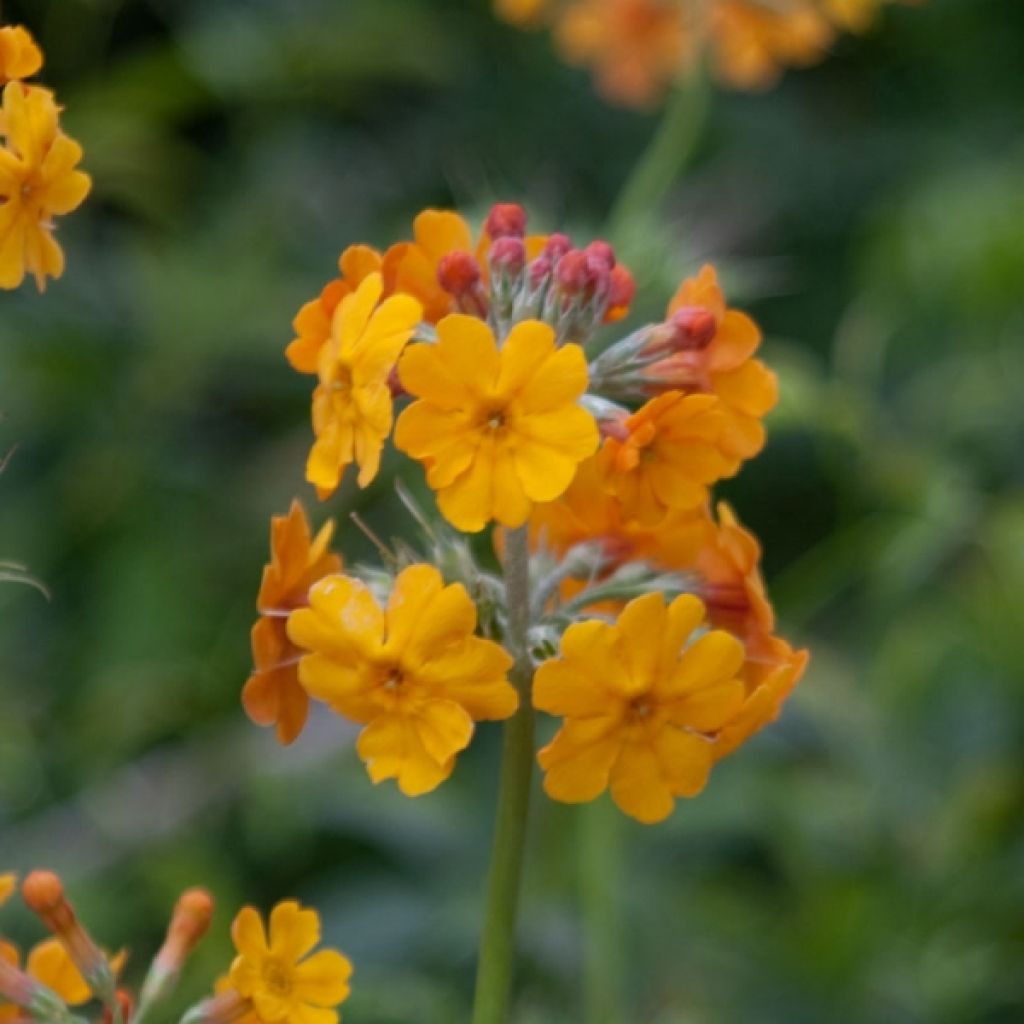 Primula bulleyana - Etagen-Primel