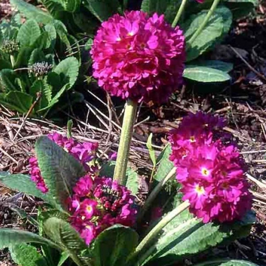 Primula denticulata Rubin - Kugelprimel