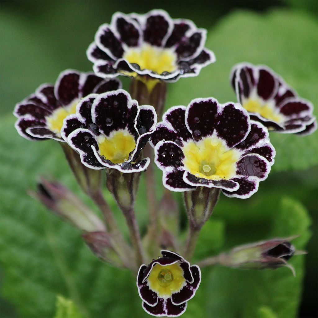 Hohe Schlüsselblume Gold Lace Black - Primula