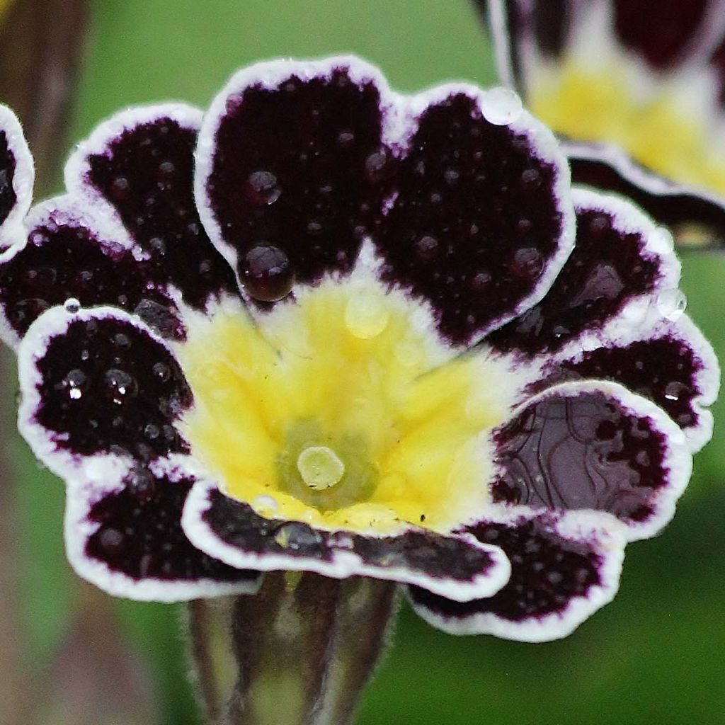 Hohe Schlüsselblume Gold Lace Black - Primula