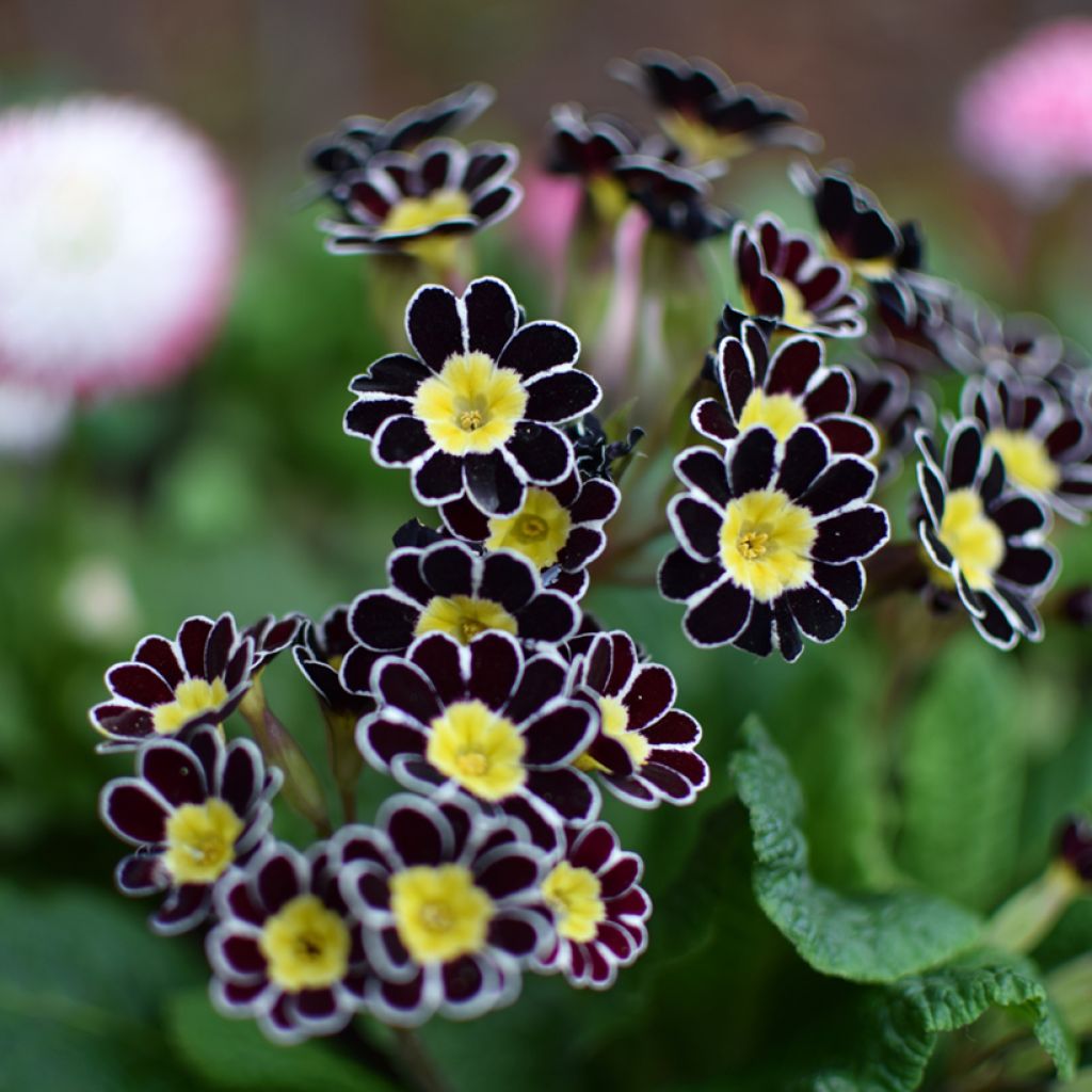 Hohe Schlüsselblume Gold Lace Black - Primula