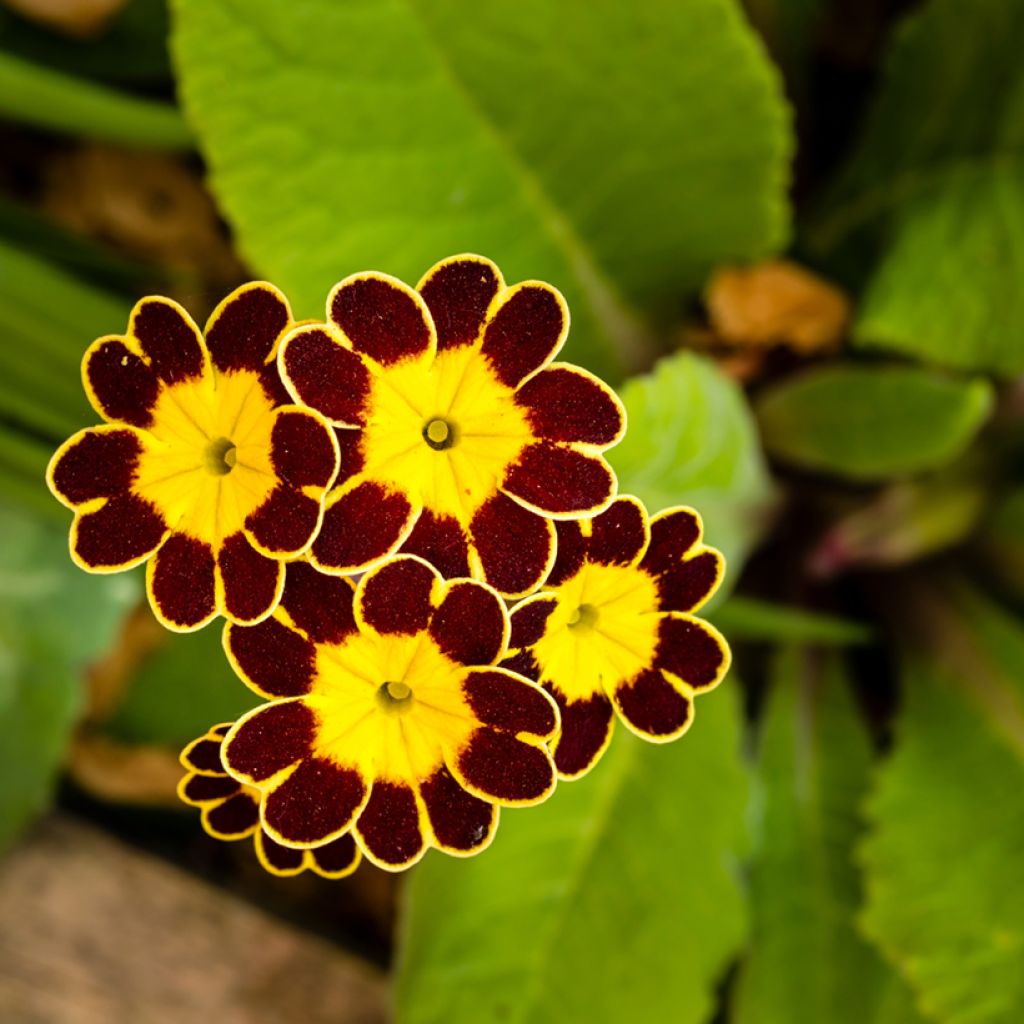 Hohe Schlüsselblume Gold Lace Red - Primula