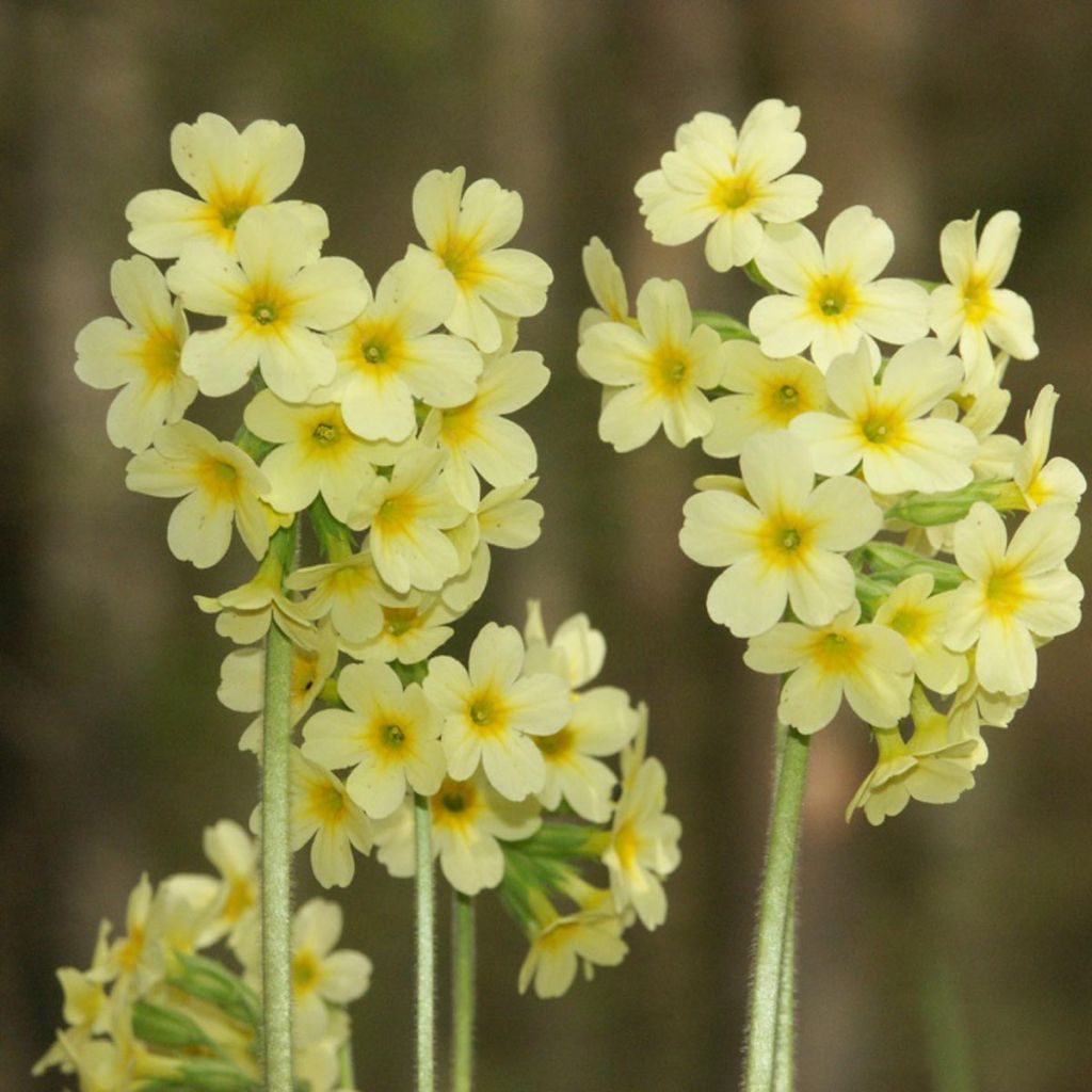 Hohe Schlüsselblume double Rubens - Primula