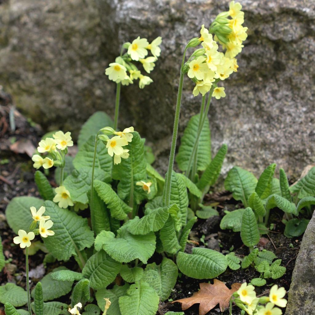 Hohe Schlüsselblume double Rubens - Primula