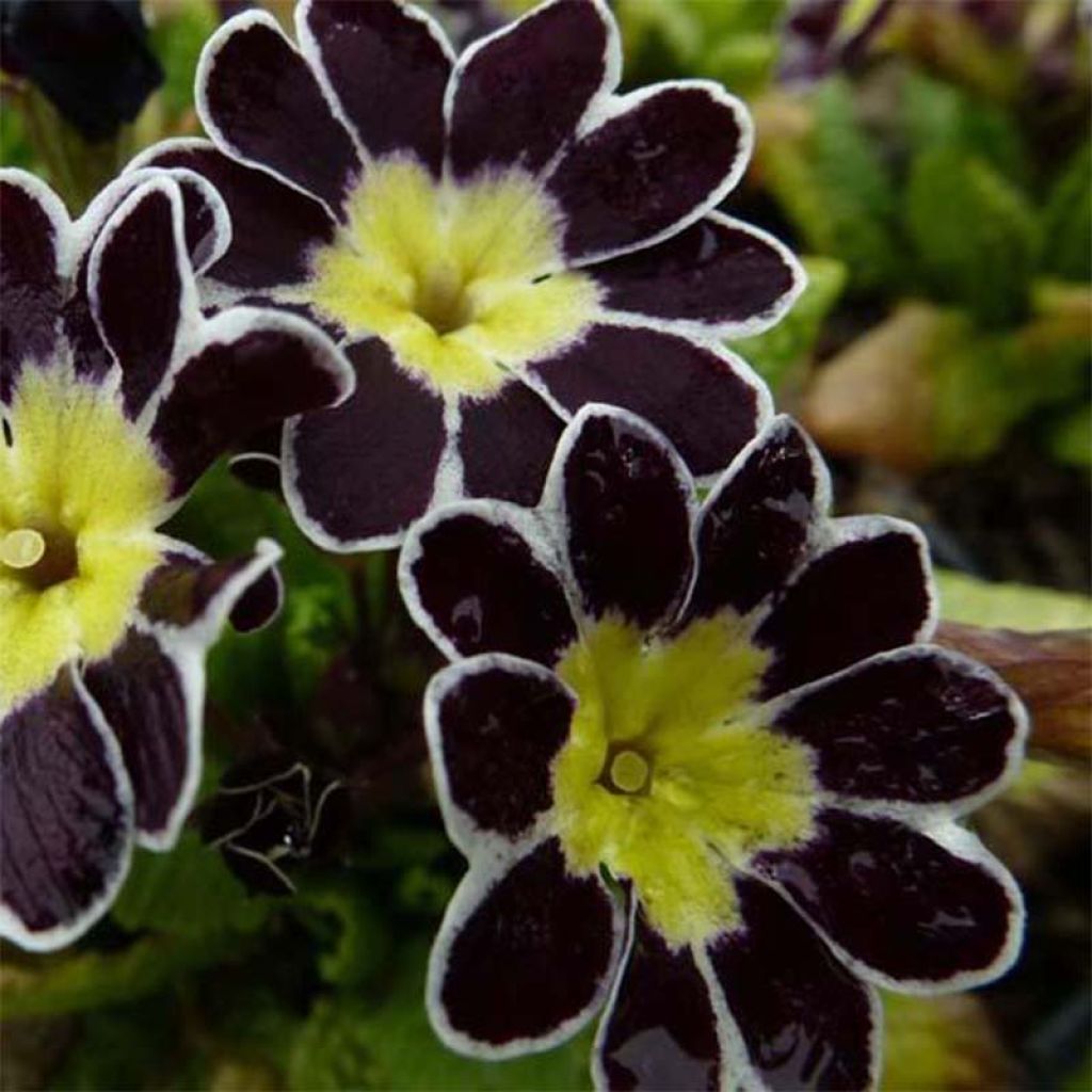 Hohe Schlüsselblume Victoriana Silver Lace Black - Primula