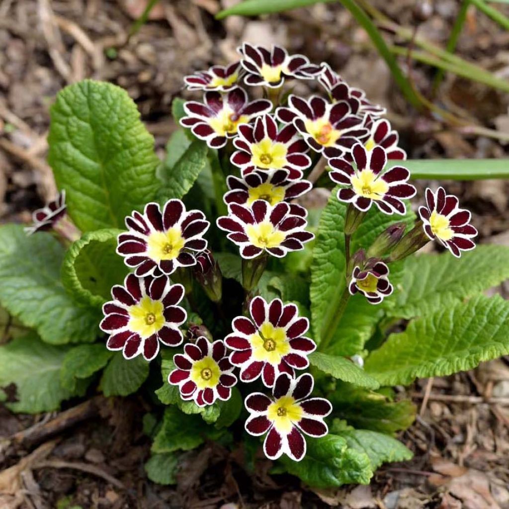 Hohe Schlüsselblume Victoriana Silver Lace Black - Primula