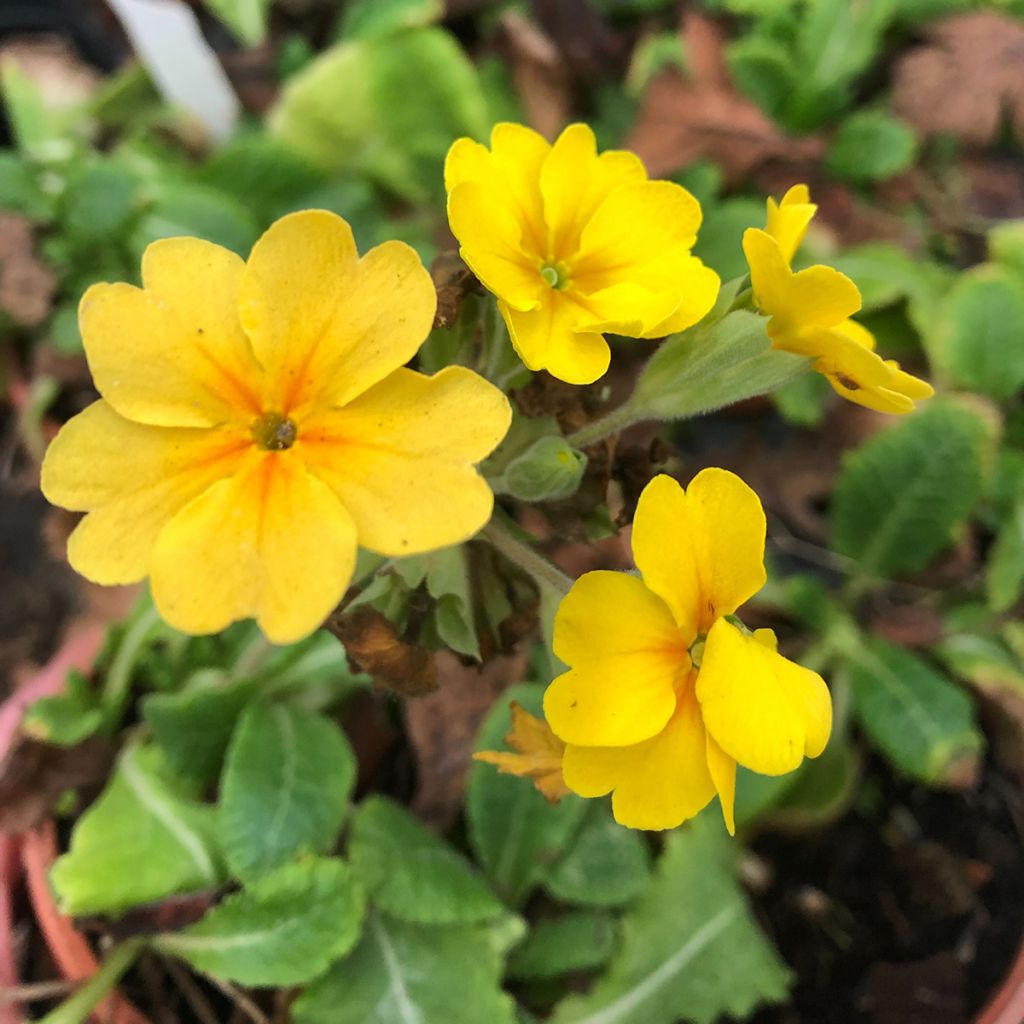 Hohe Schlüsselblume Veristar Yellow - Primula