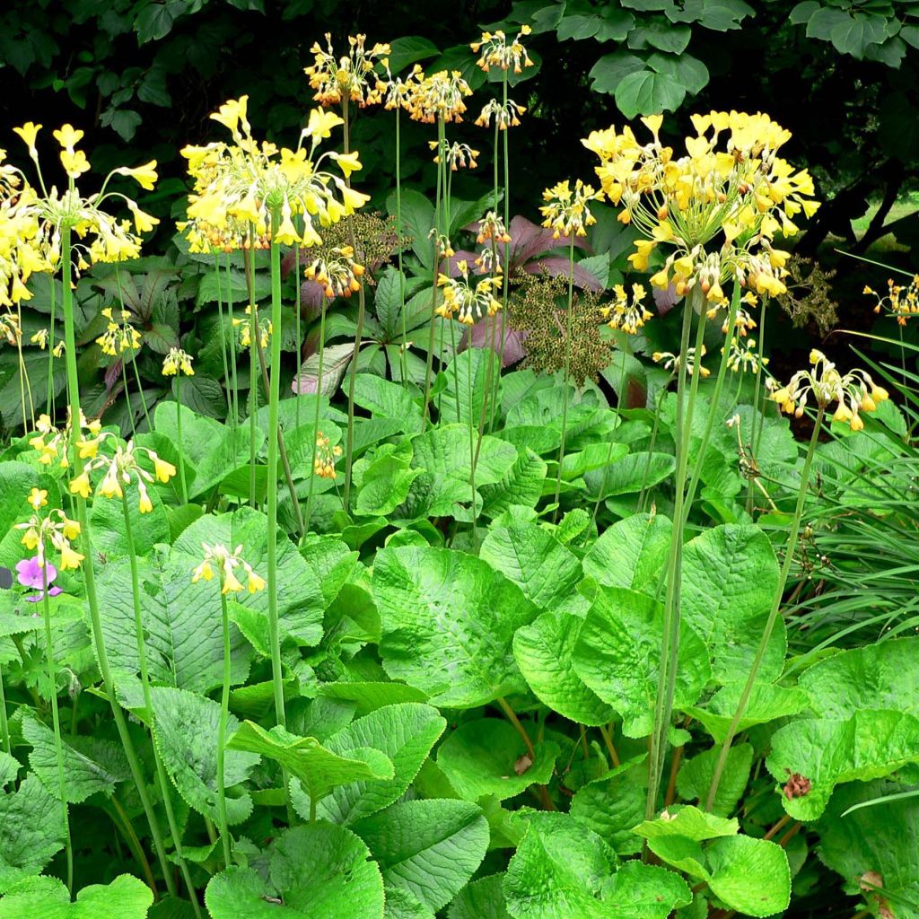 Primula florindae - Tibetische Schlüsselblume